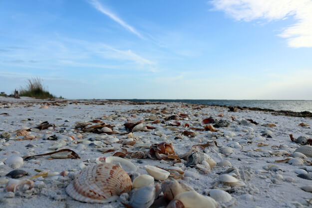 Photo of shells on Cayo Costa beach where you can enjoy shelling an authentic Florida experience