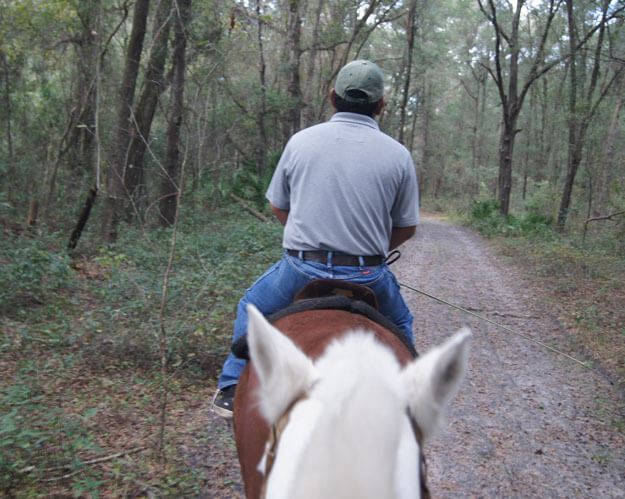 Photo of two horses on a trail ride