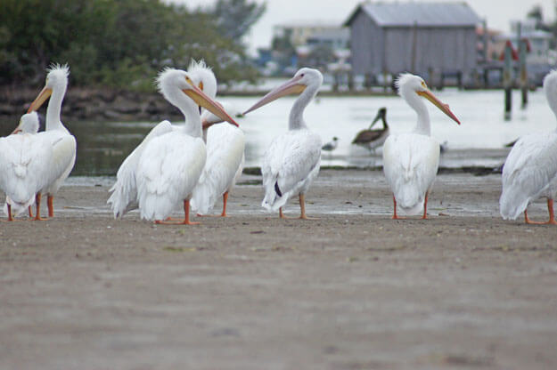 Photo of a group of pelicans