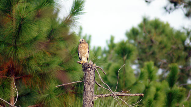 Photo of a hawk on a tree