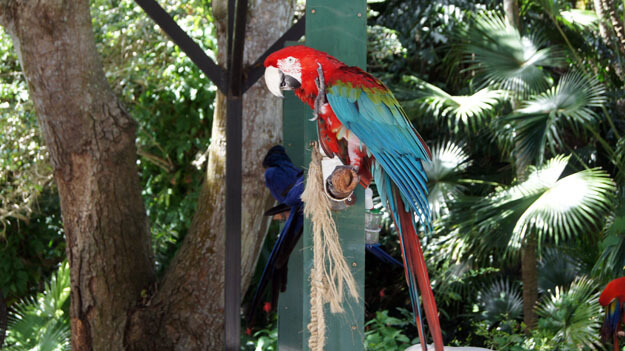 Parrot at Jungle Garden