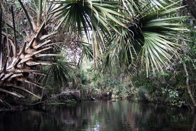 Photo of a palm tree over the water