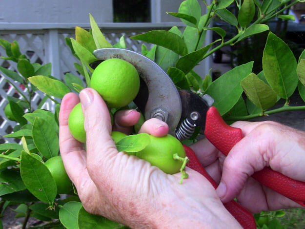 Pruning key limes for Authentic Florida Key Lime Pie Recipe