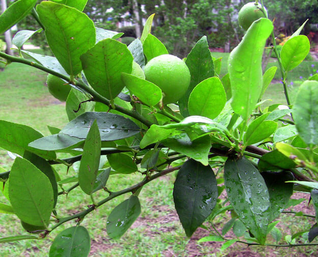 Photo of Key lime tree