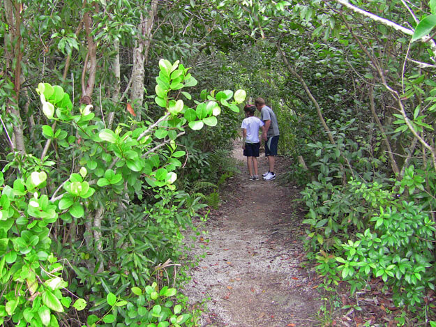 Photo of hiking through the mangrove tunnels