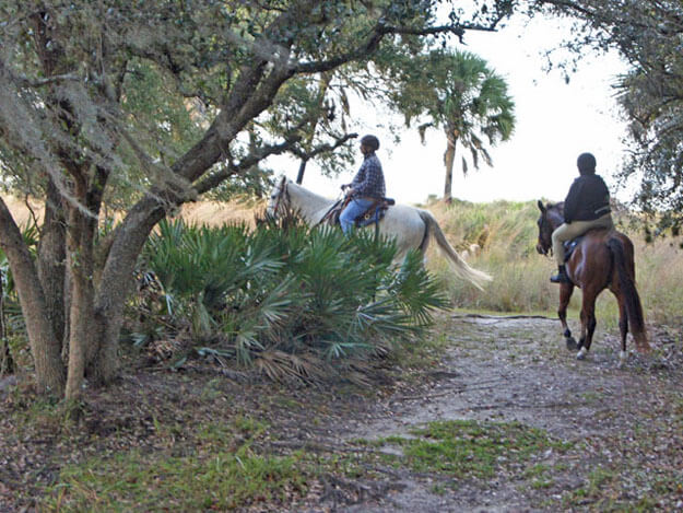 Photo of horses on a trail ride
