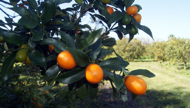 Photos of kumquats on a tree