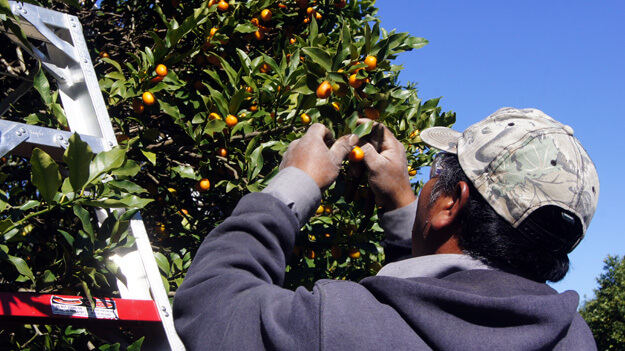 Photo of a man picking kumquats