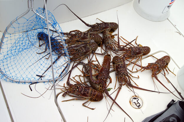 Photo of freshly caught lobster