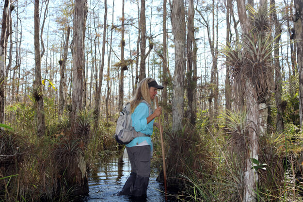 Photo of the Big Cypress National Preserve