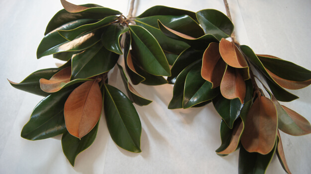 Photo of magnolia leaves