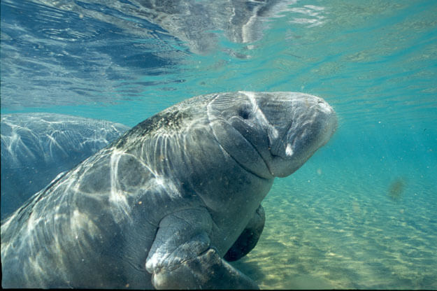 Manatee in the water. 