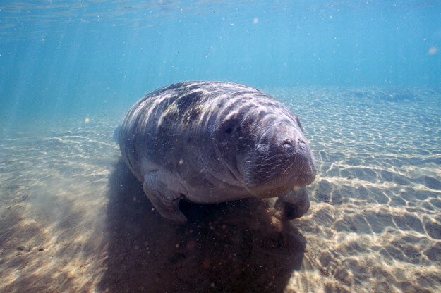 Photo of a manatee underwater
