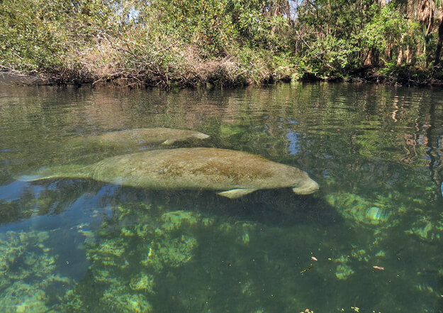 Photo of a manatee and calf