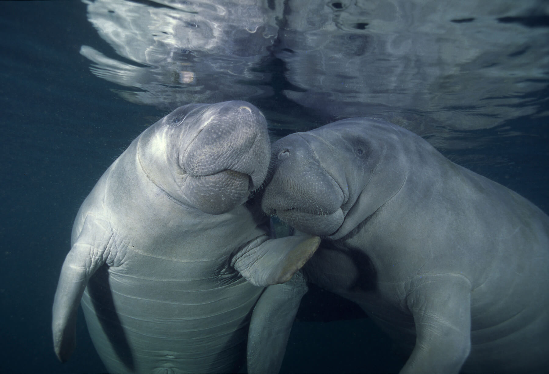 Two manatees under the water together. 