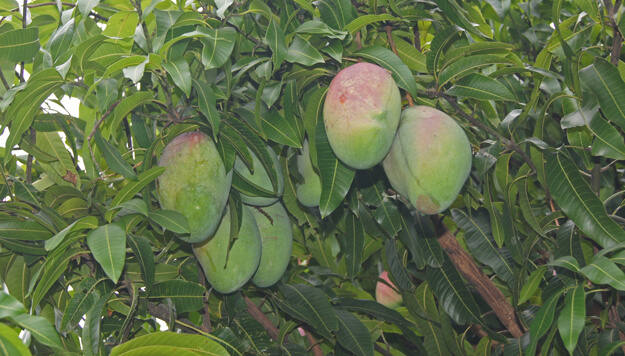 Photo of  Mangos ripening on the trees