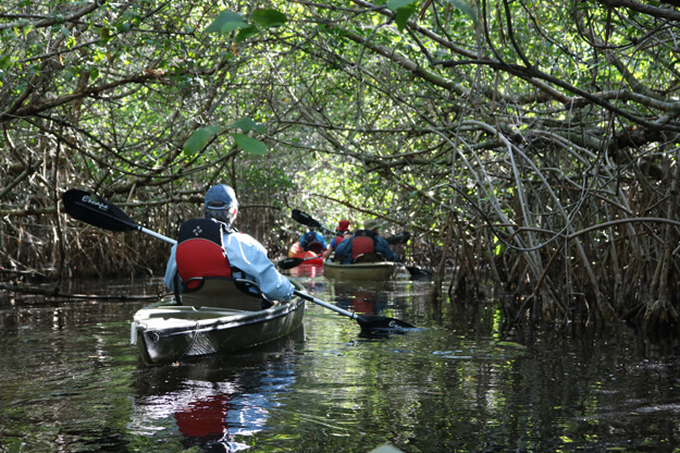 Photo of kayak paddling through Florida mangrove tunnels