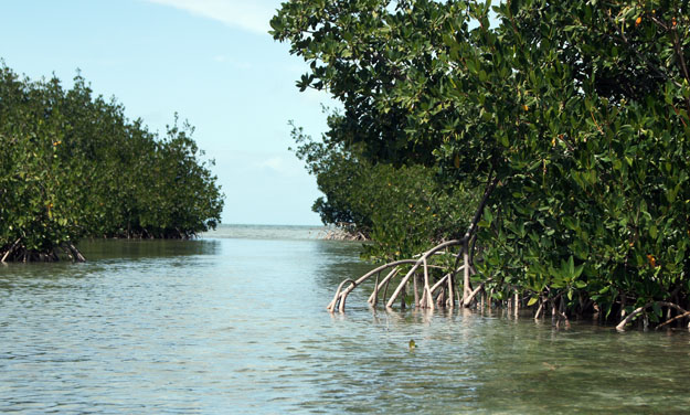 Photo of a Florida mangrove