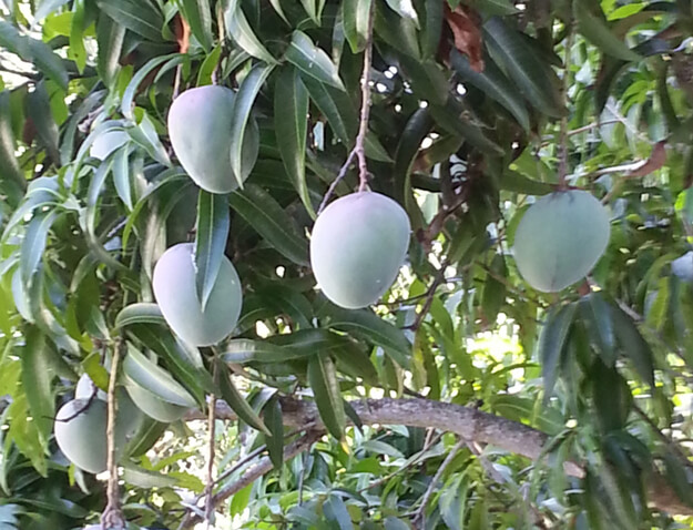 Florida Mango tree