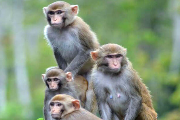 Photo of four monkeys