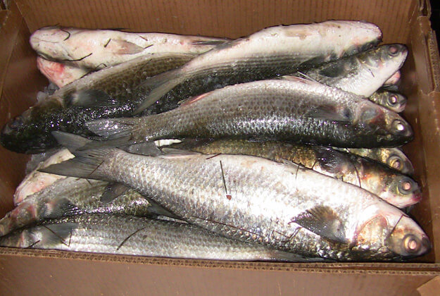 Photo of mullet fish