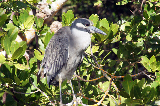 Photo of heron at Anna Maria Island nature preserve