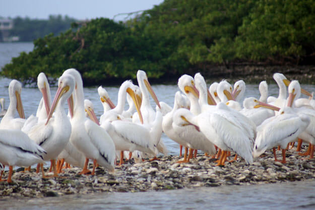 Photo of a group of white pelicans