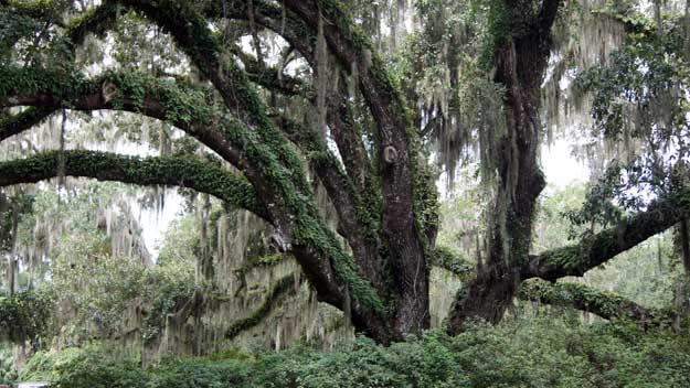 Photo of a large tree at DeLeon Springs State Park