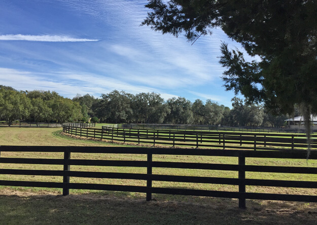 Horse pasture in Ocala Florida 