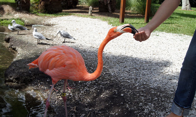Person feeding a flamingo