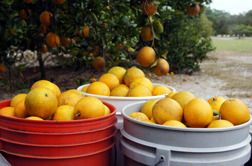 oranges in buckets