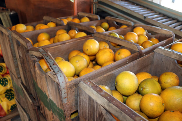 Photo of oranges in crates