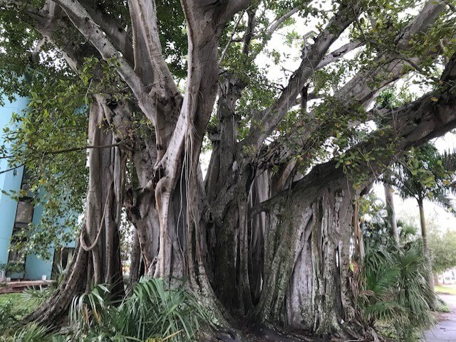 Banyan tree