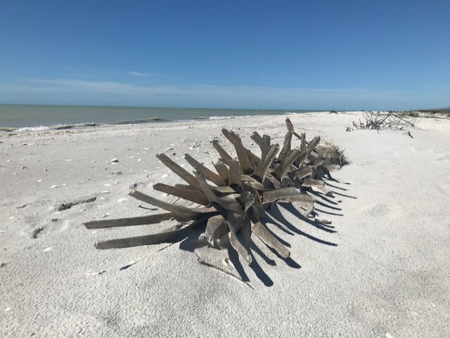 Fallen palm tree on the beach