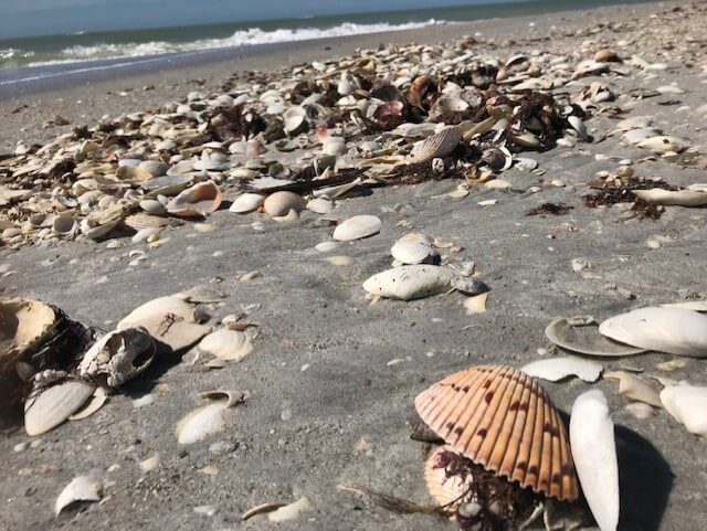 Photo of shells on the beach at Cayo Costa
