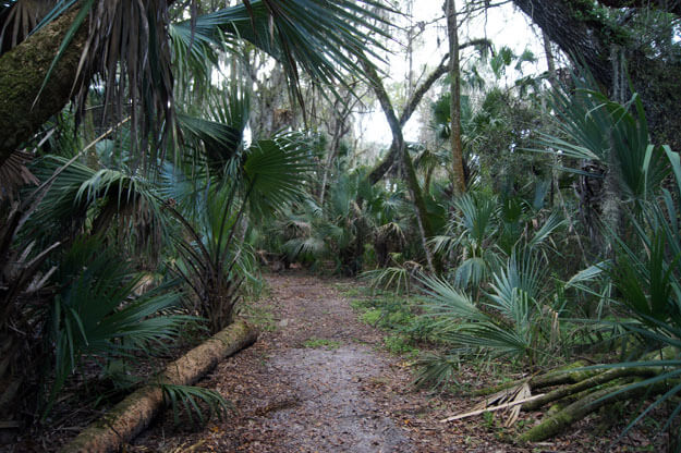 Photo of a trail with Palm trees