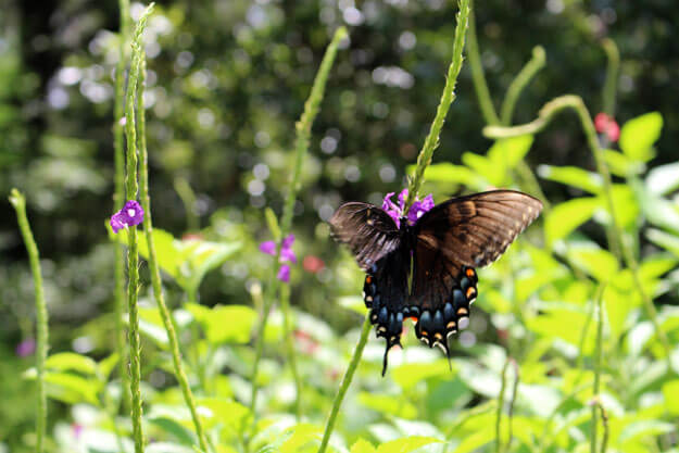 Photo of a butterfly at Rainbow Springs State Park