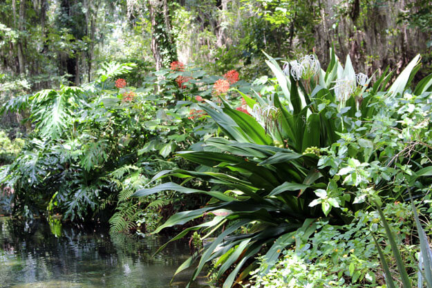 Photo of Rainbow Springs State Park exquisite flora and fauna 