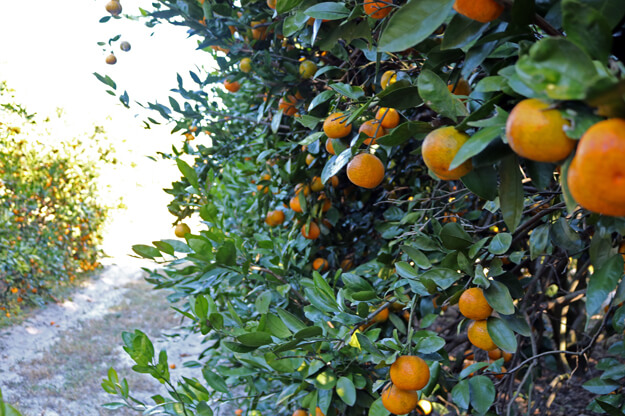 Photo of fresh Florida oranges in the grove