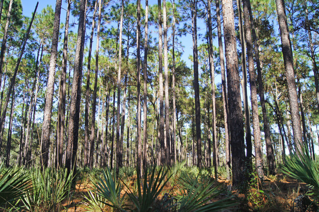 Photo of Pine forest, Ocala National Forest