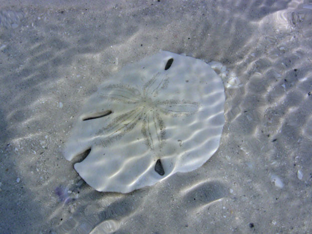 Photo of a sand dollar underwater