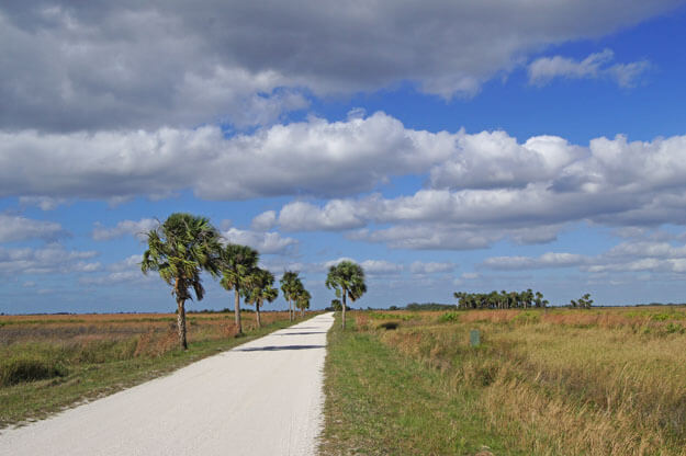 Photo of a sandy road with palm trees