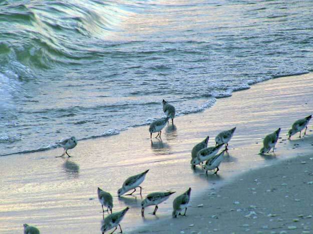 Birds on the beach in Sanibel. 
