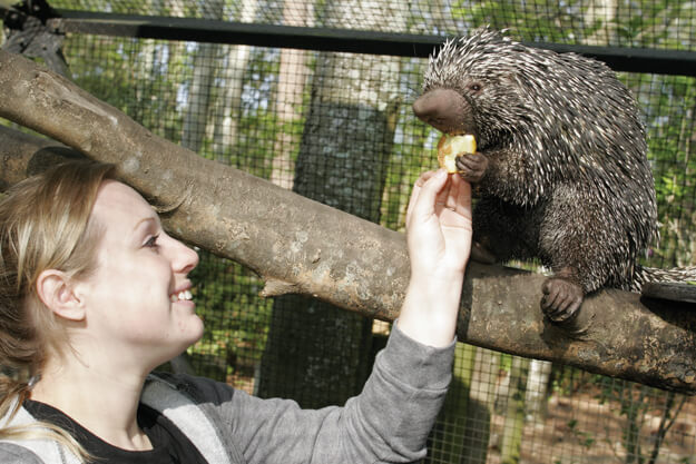 Woman feeding a porcupine.