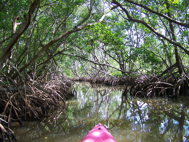 Photo of a mangrove tunnel