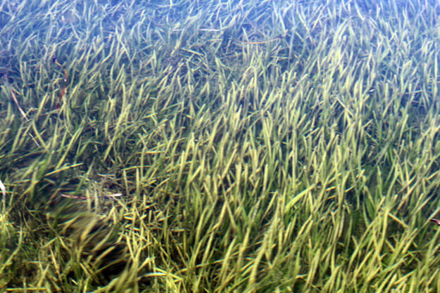 Photo of seagrass underwater