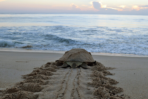 Photo of Sea Turtle walking back to the water after nesting