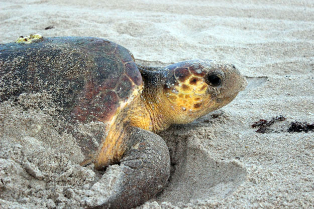 photo of Mother Sea Turtle laying eggs