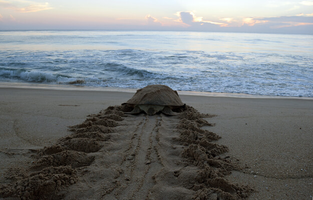Mother sea turtle returning to the ocean