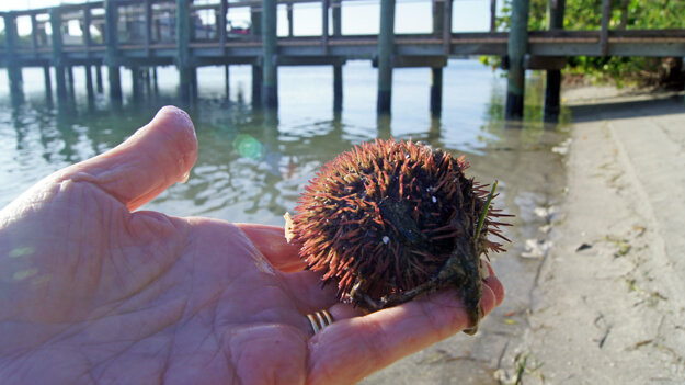 Photo of a Sea Urchin